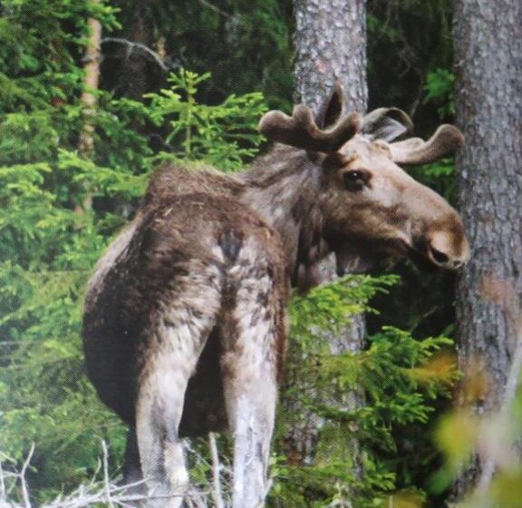 Отель Wärdshuset Klarälvdalen