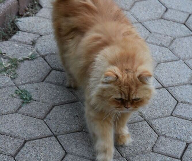 Пансион La Mandarine