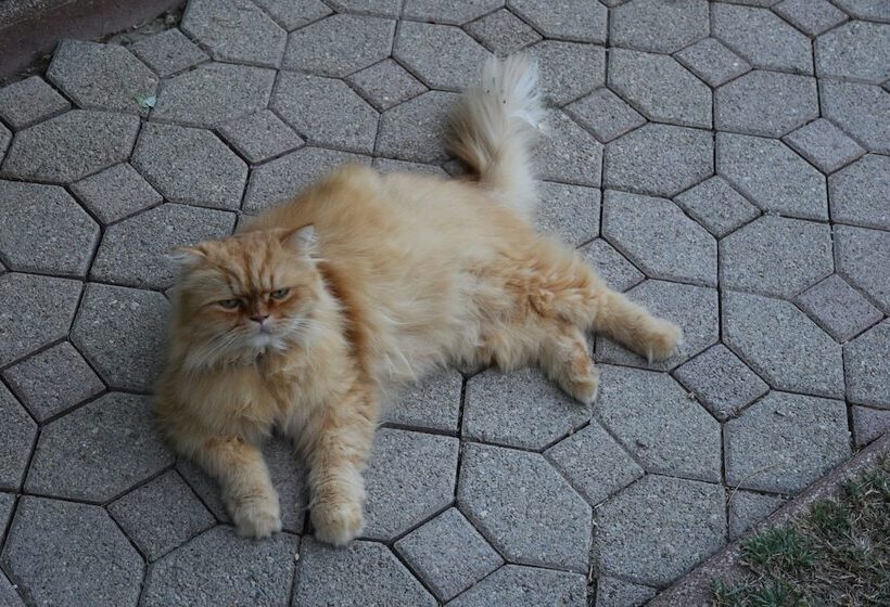 Пансион La Mandarine