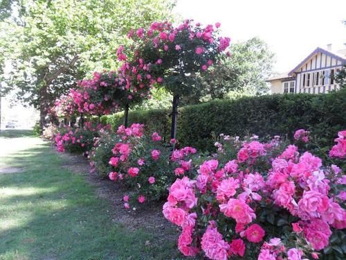 بنسيون Lindsay House Country