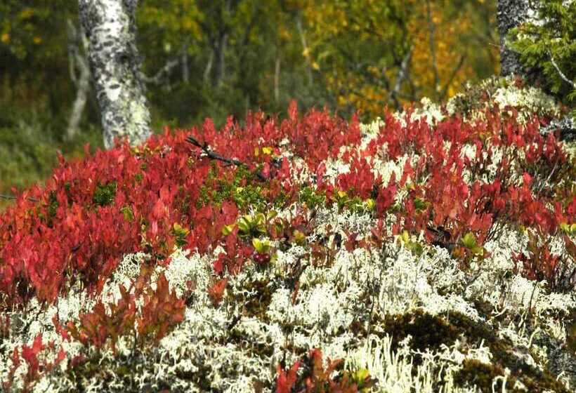 호텔 Buustamons Fjällgård