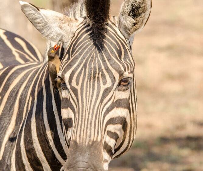 فندق Elandela Private Game Reserve & Luxury Lodge