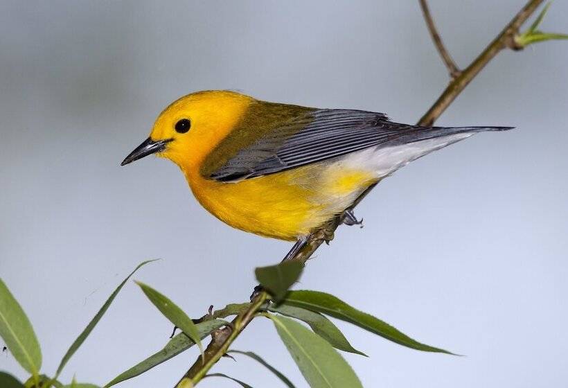 هتل Maumee Bay Lodge And Conference Center