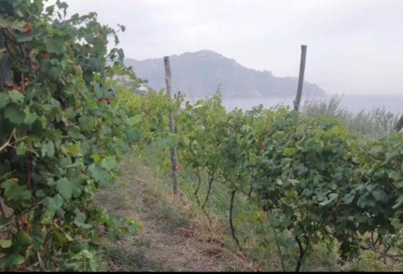 膳宿费 Agriturismo Fuoco D Amalfi Villa Iazzetta