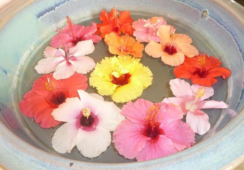 مبيت وإفطار Hibis Resort