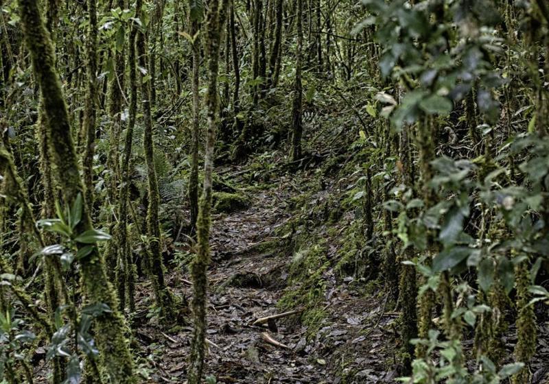 בית מלון כפרי Paraiso Quetzal Lodge