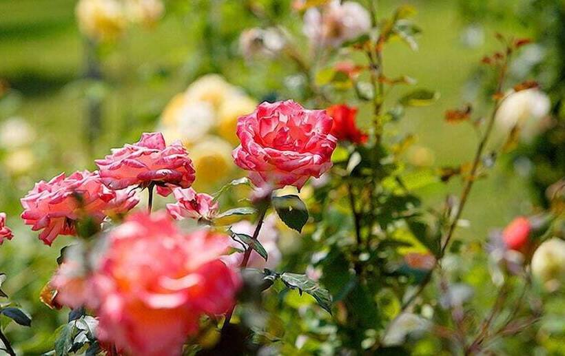 فندق Tenuta Del Perugino