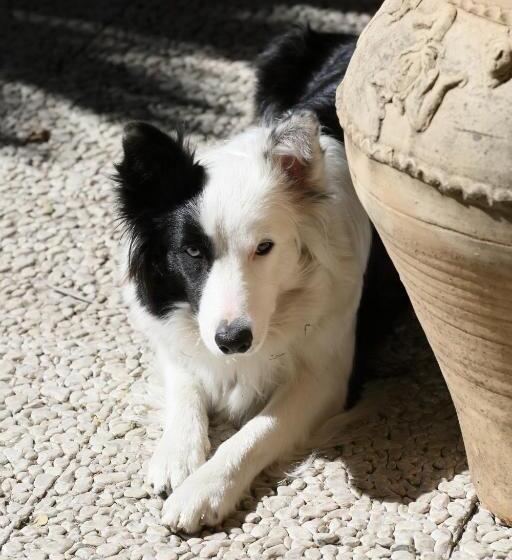 Отель Villa Astoria