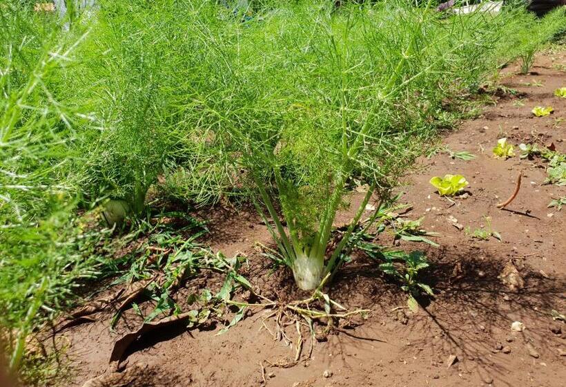 ペンション Guest House Il Piccolo Borgo