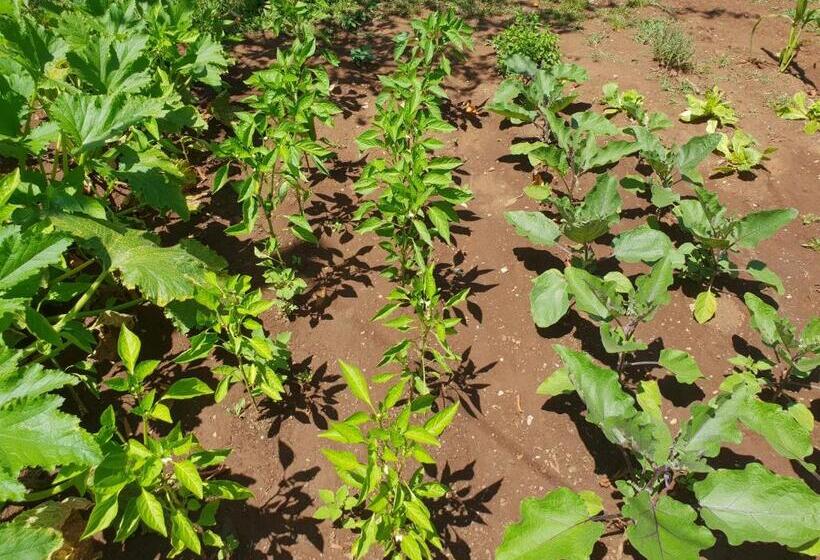 펜션 Guest House Il Piccolo Borgo