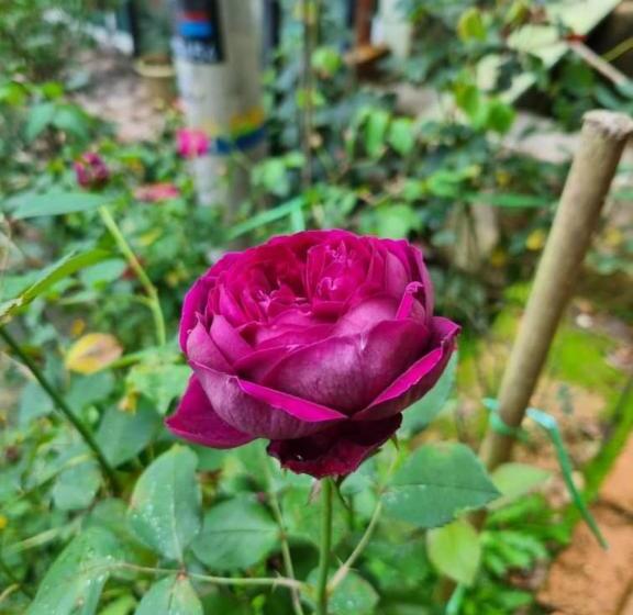 پانسیون Arundina Cameron Highlands