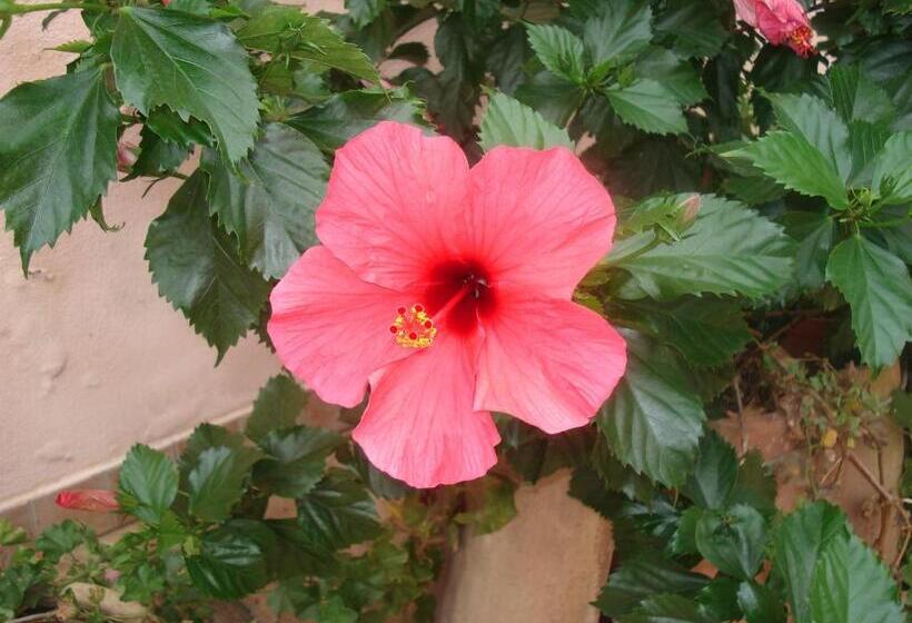 בית מלון כפרי Agriturismo La Grevillea