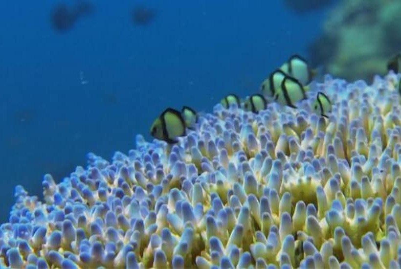 Blue Andaman Lanta Resort