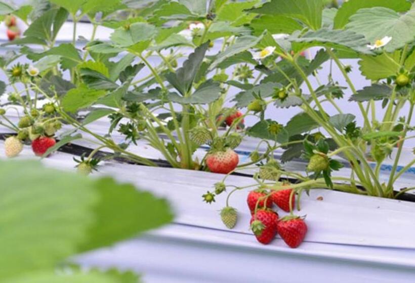 בית מלון כפרי Kyukamura Nasu