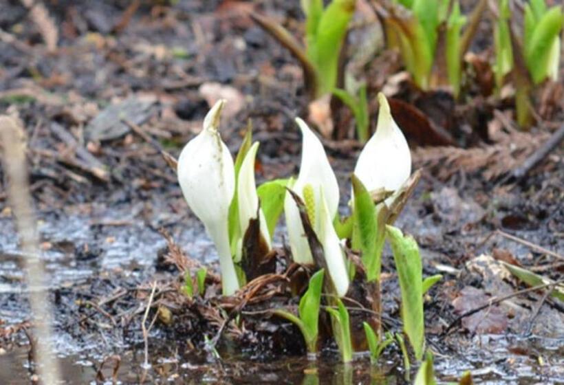 בית מלון כפרי Kyukamura Nasu