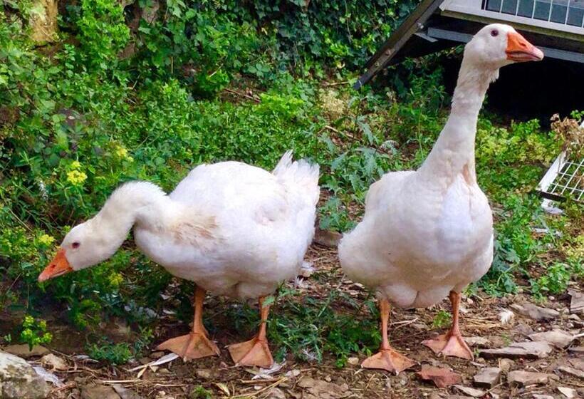 Agriturismo Monaci Templari