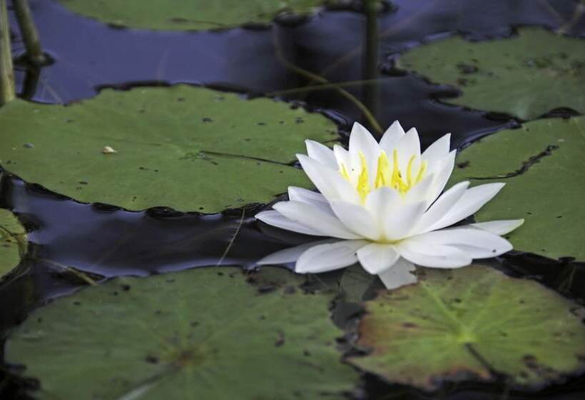 مبيت وإفطار Old Saco Inn