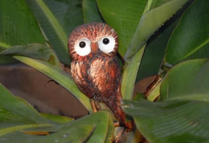 فندق فئة نجمة واحدة Pousada Recanto Da Coruja