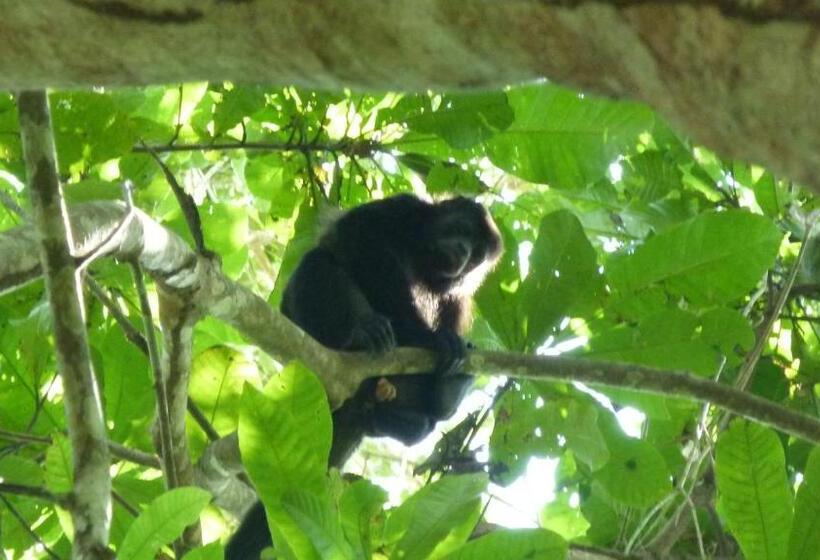 فندق Hostal Capurgana