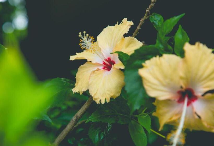 호텔 Ibiza Phi Phi