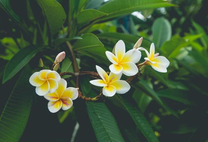 호텔 Ibiza Phi Phi