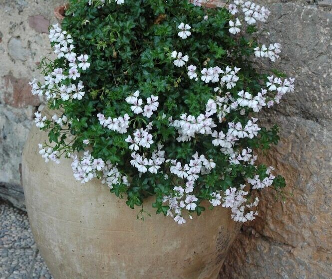 ホテル Il Vecchio Frantoio