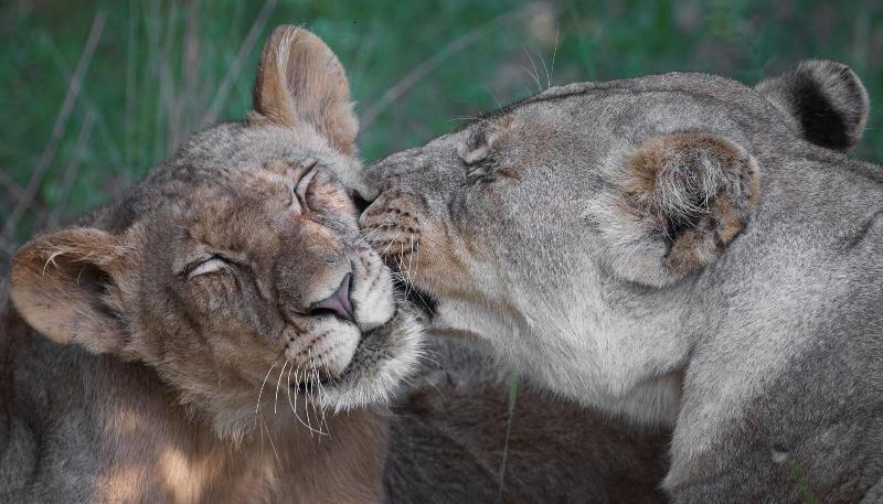 בית מלון כפרי Indlovu River Lodge