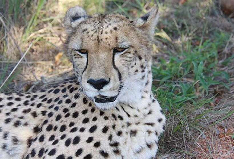 Отель Thandeka Game Lodge & Spa