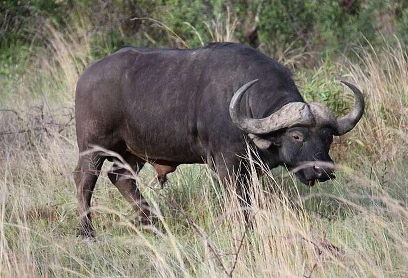 Отель Thandeka Game Lodge & Spa