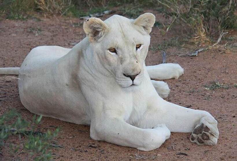 Отель Thandeka Game Lodge & Spa