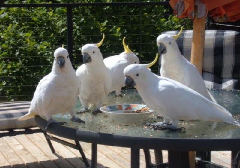 צימר Oyster Cove Chalet