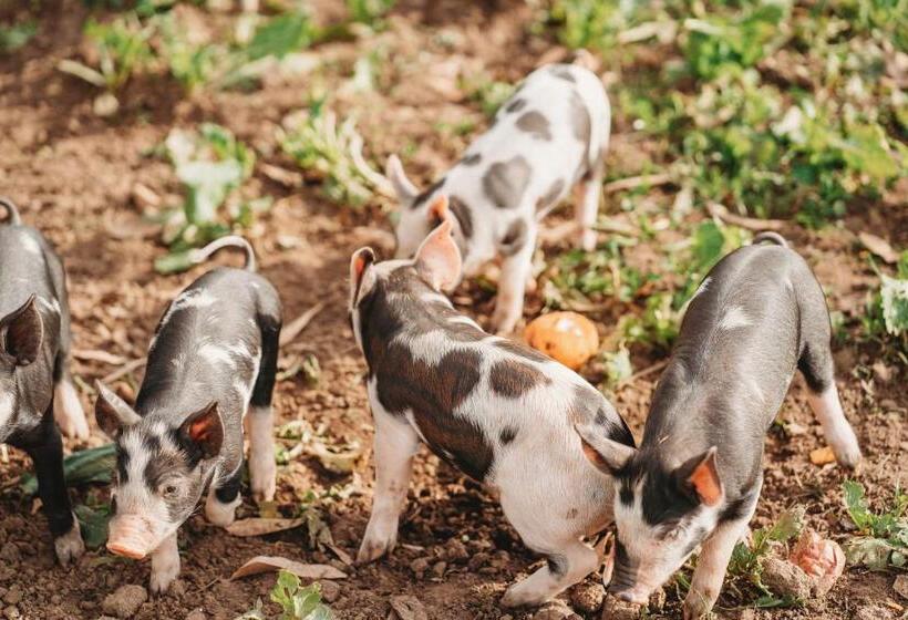 Freshwater Creek Cottages & Farm Stay