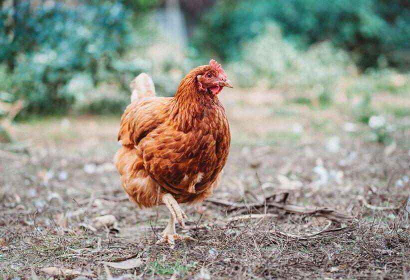 Freshwater Creek Cottages & Farm Stay