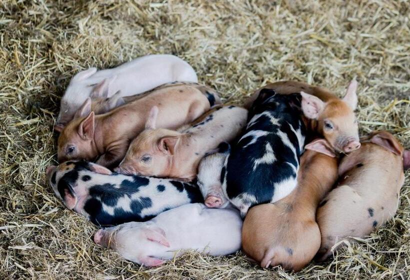 Freshwater Creek Cottages & Farm Stay