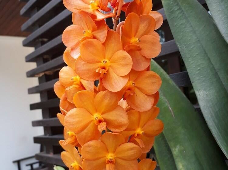 בית מלון כפרי Ampha Place