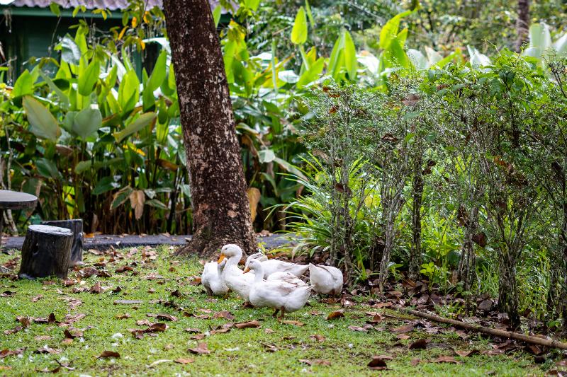 Blu Monkey Pooltara Krabi Hotel & Villas Pet Friendly