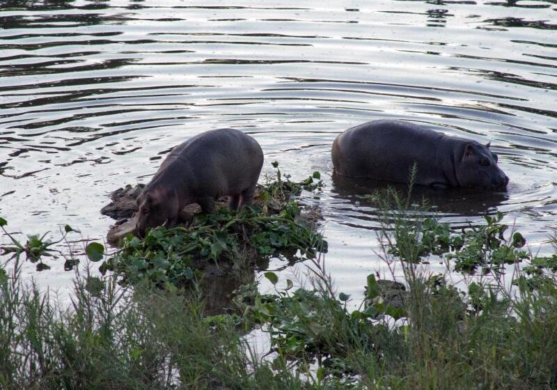 Отель River House Lodge