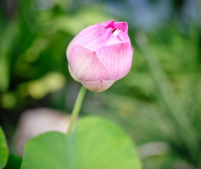 ホテル Secret Garden Beach Resort