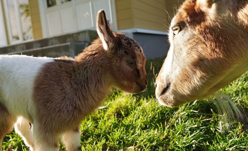 Kiyosato Ihatov Hostel