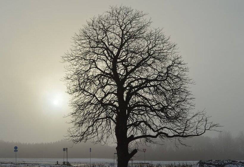 مبيت وإفطار Femhøj