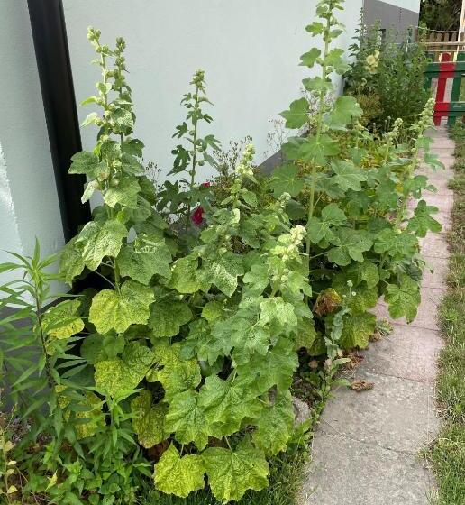 住宿加早餐 Vivans Bed And Self Catering