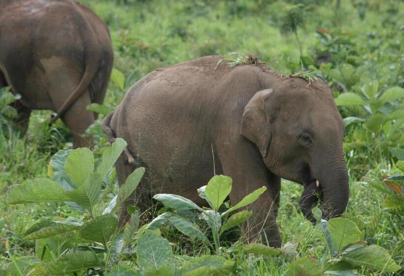 Отель Dambulu Oya Family Park