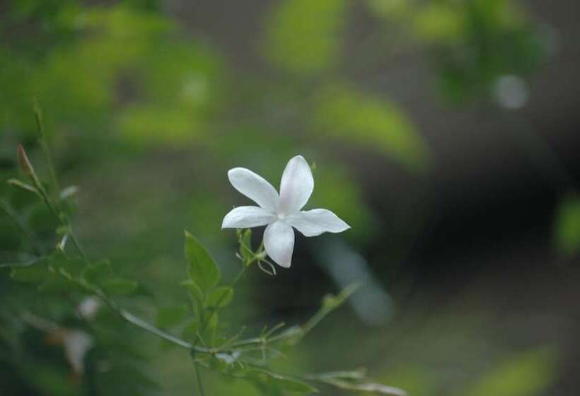 Lake Lodge Boutique Hotel Kandalama