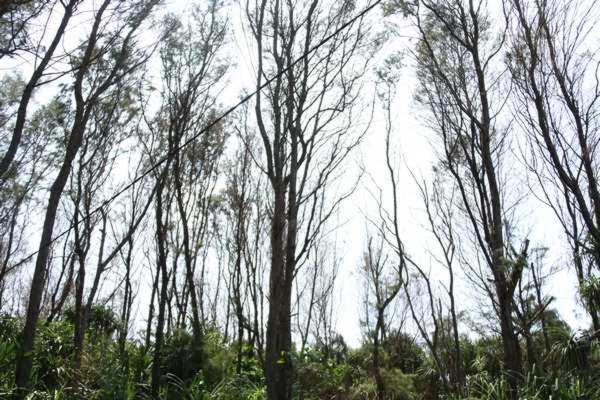 Lohas Beach Resort Villa