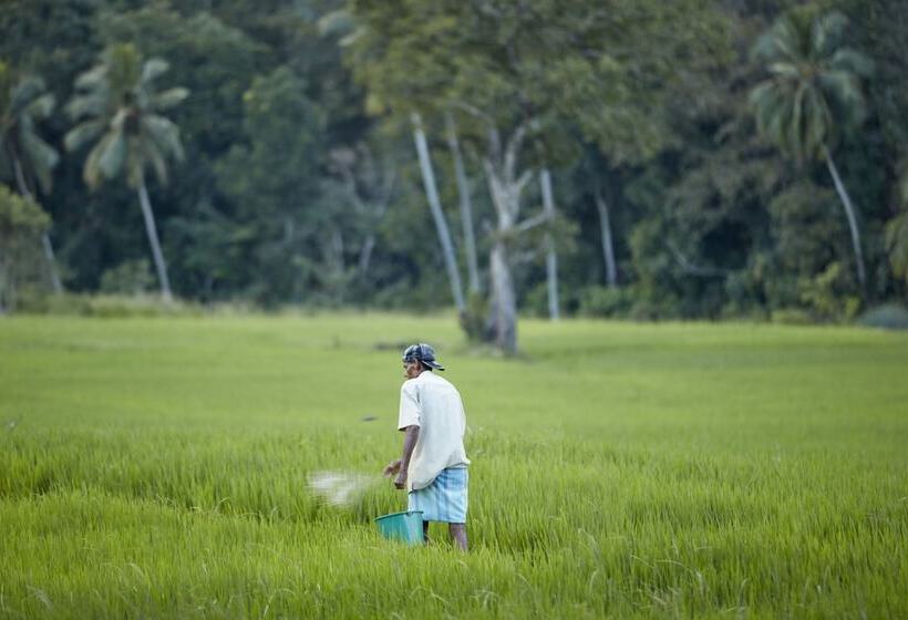 リゾートホテル Jetwing Kaduruketha