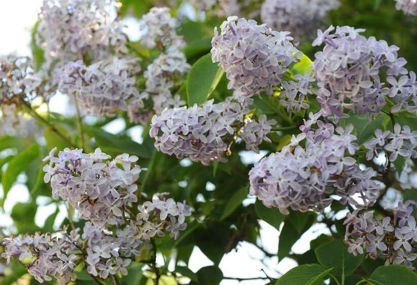 östermalma Vandrarhem