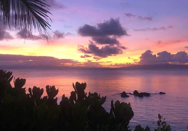 Taveuni Palms
