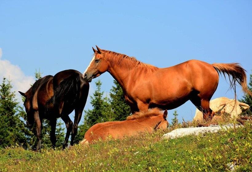 Wellness Hotel Montis