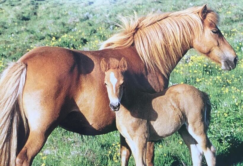 Adventure Hotel Hellissandur