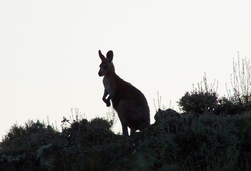 فندق Burra Motor Inn